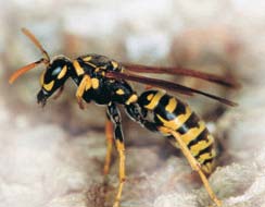 http://www.victor.sa.gov.au/webdata/resources/images/paper_wasp.jpg